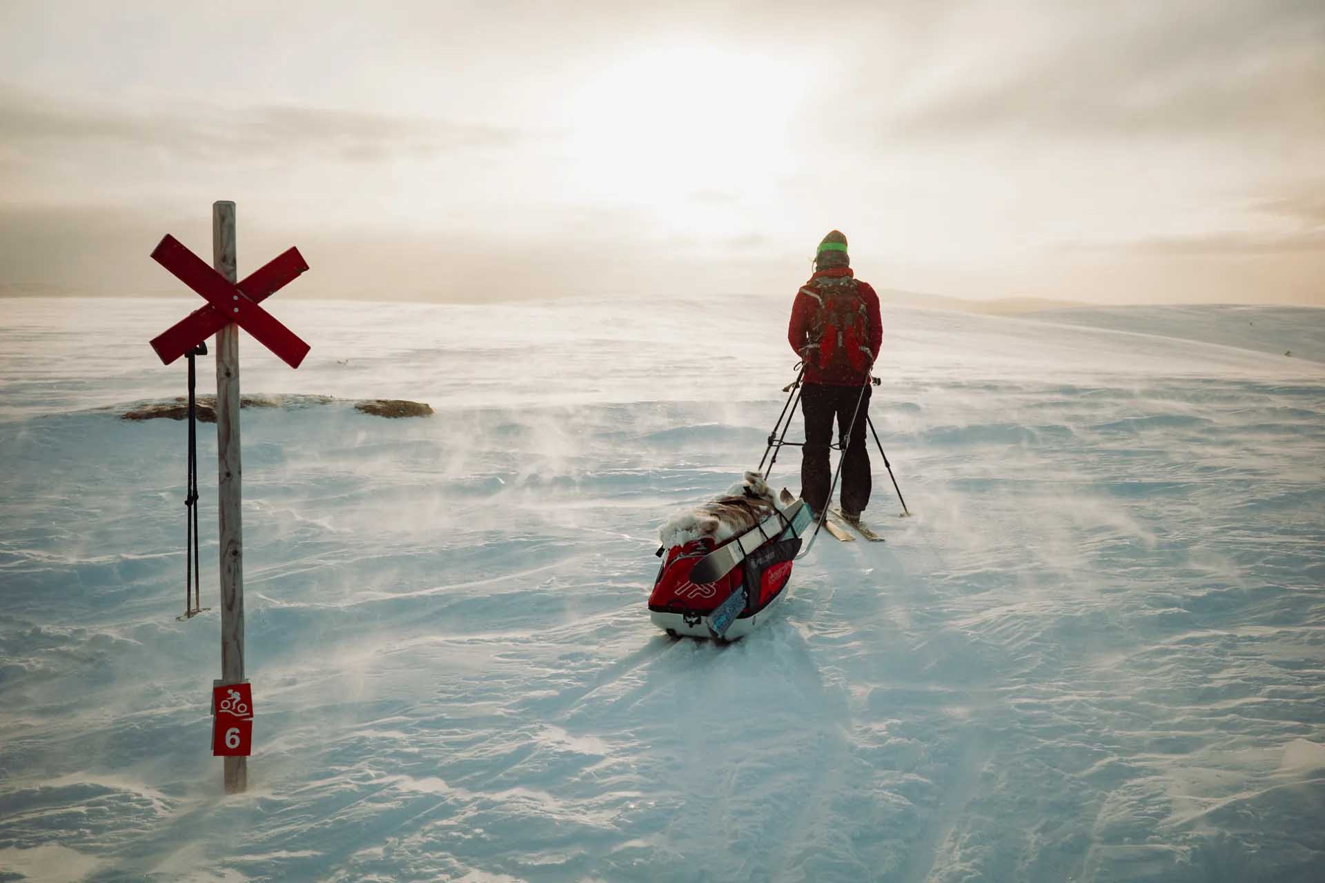 A skier pulls a red sled carrying a dog and equipment across windblown snow beside a red cross trail marker numbered 6.