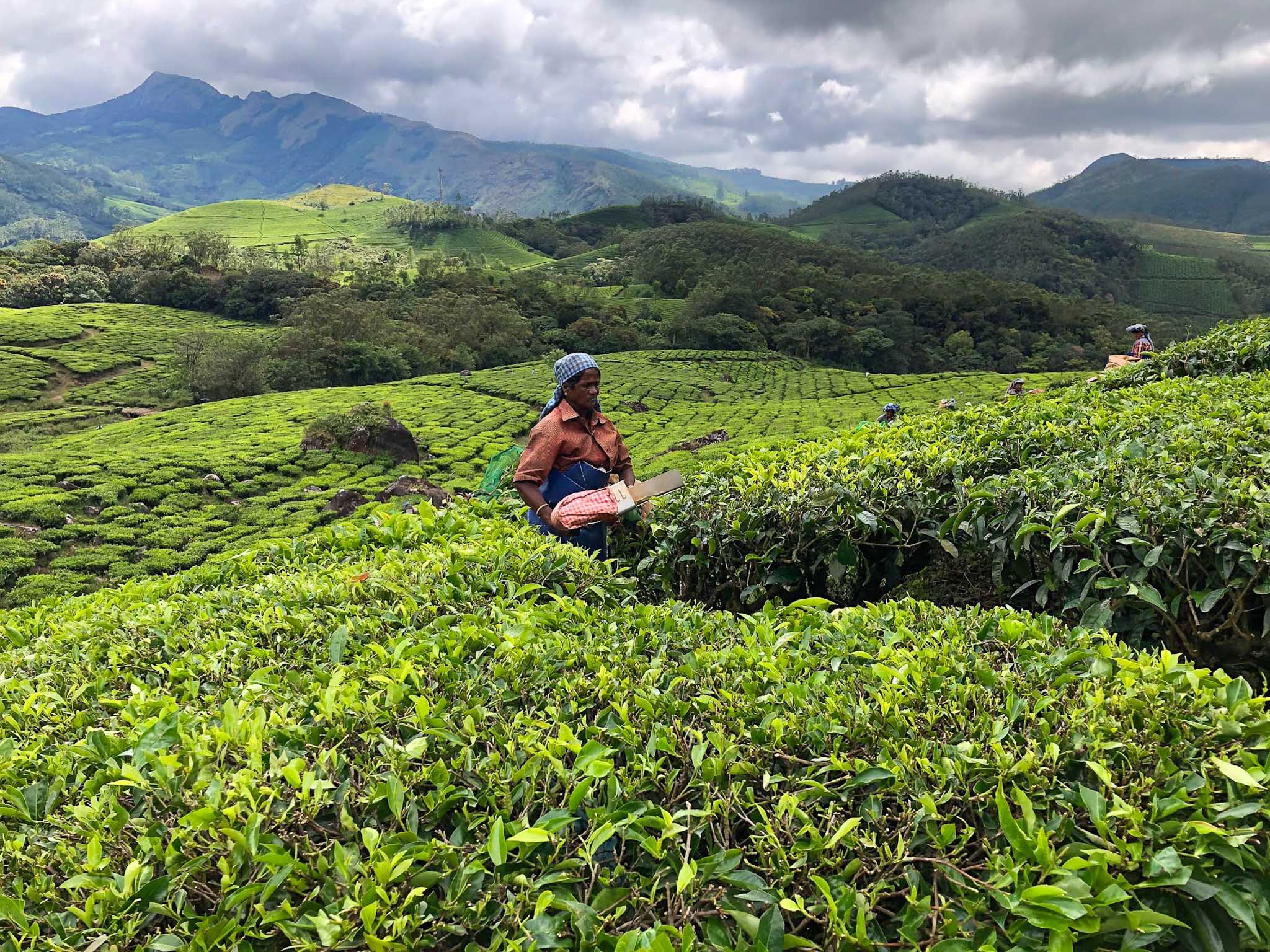 A tea worker gathers leaves among vivid green rows on a hillside plantation, with other workers and cloud-covered mountains beyond.