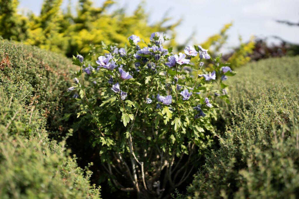 Pale purple flowers on a leafy shrub framed by clipped green hedges, with the background softly blurred.
