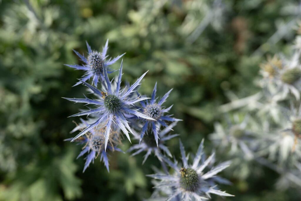 Blue sea holly flower heads in shallow focus, with a small insect resting on the central bloom.