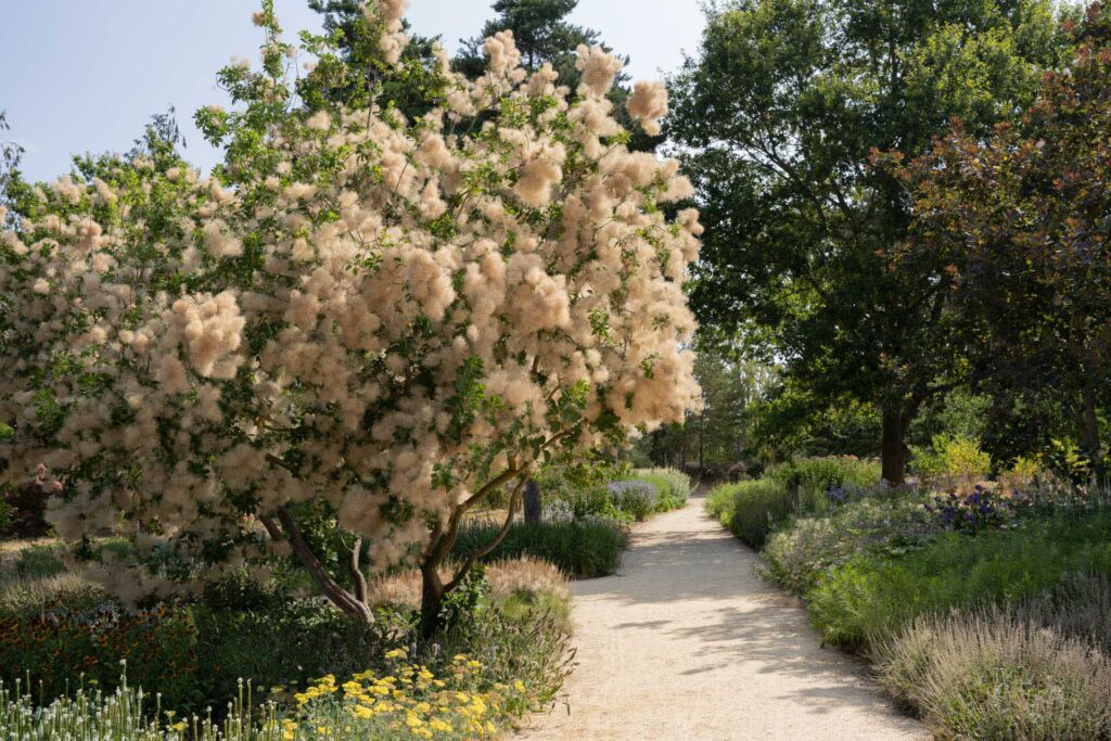 Sunlit gravel path curving through a garden beside a large tree covered in soft cream flower plumes.