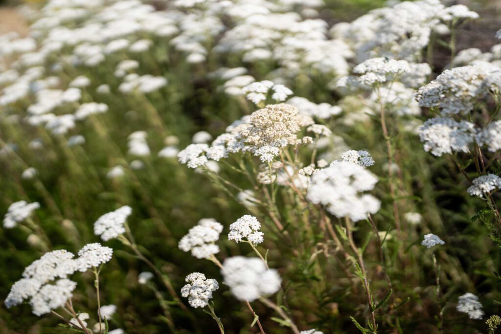 Clusters of small white flowers rising above green foliage, with foreground and background blooms softly blurred.
