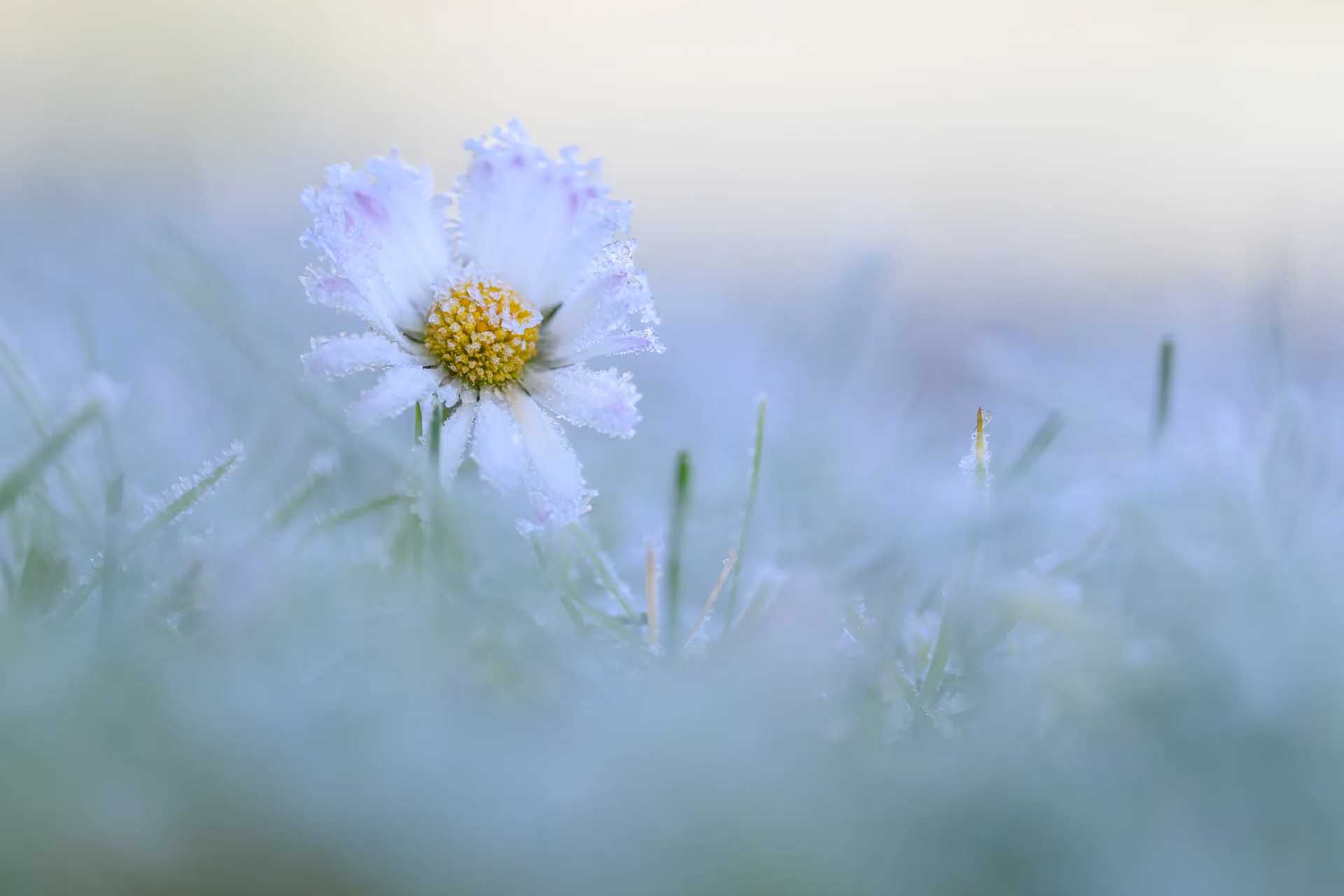 Frost-covered white flower with a yellow centre rising from icy grass against a softly blurred blue background.