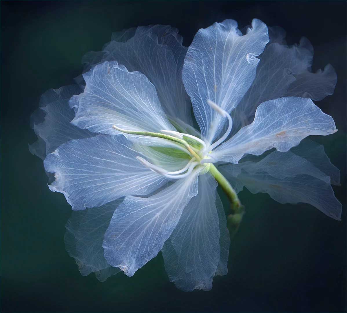 Close-up of a pale blue-white translucent flower with finely veined petals against a deep blue-green background.