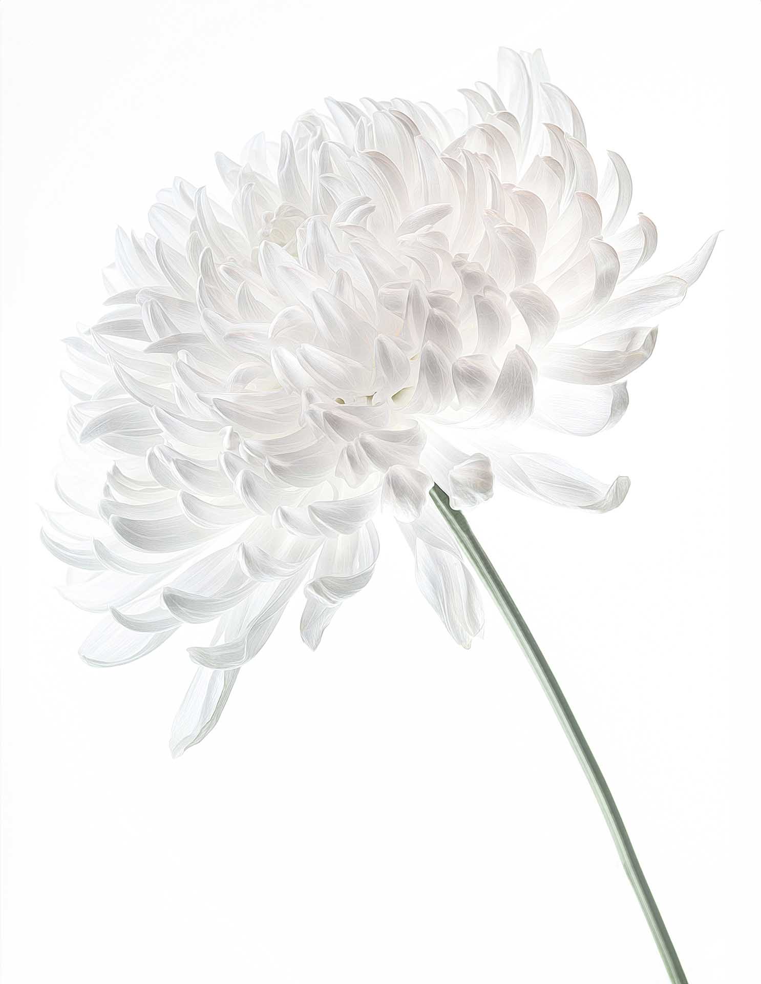 High-key study of a white chrysanthemum, its layered petals defined by faint grey and pastel outlines against white.