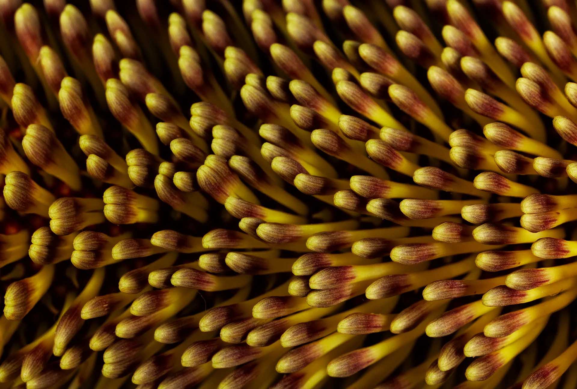 Extreme close-up of densely packed yellow flower stamens with reddish-brown tips filling the frame.