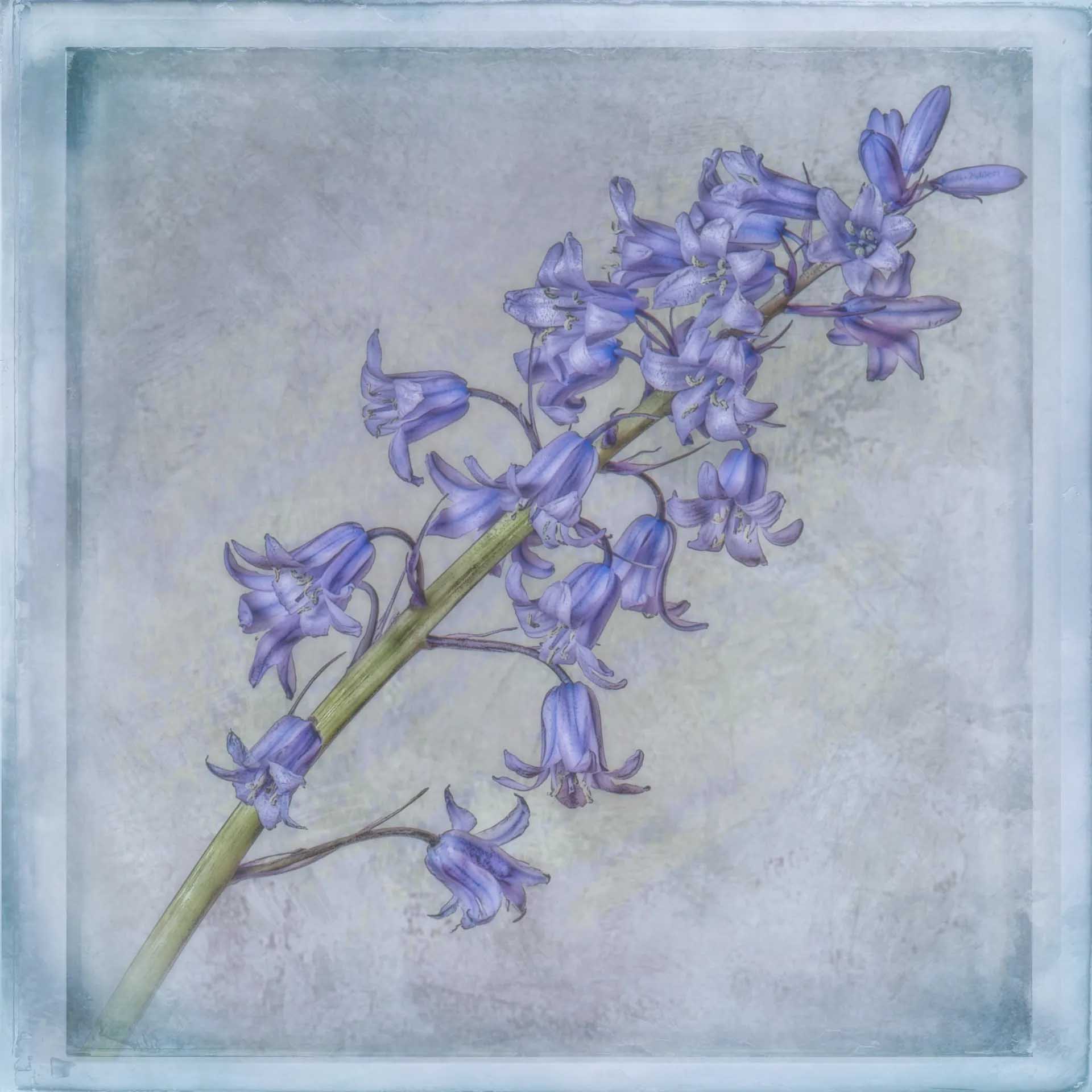 Stem of purple-blue bluebells arranged diagonally across a softly textured pale blue background.
