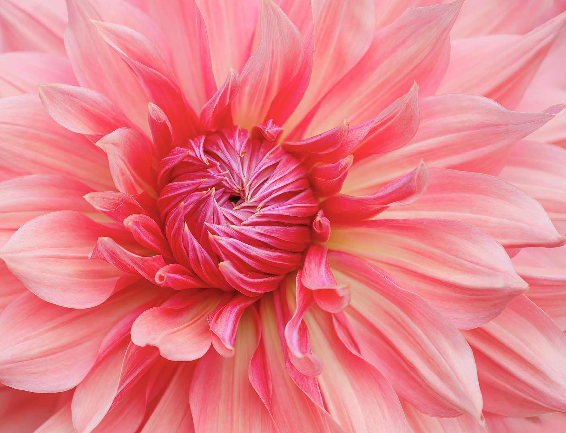 Close-up filling the frame with the layered coral-pink petals and tightly curled centre of a dahlia.