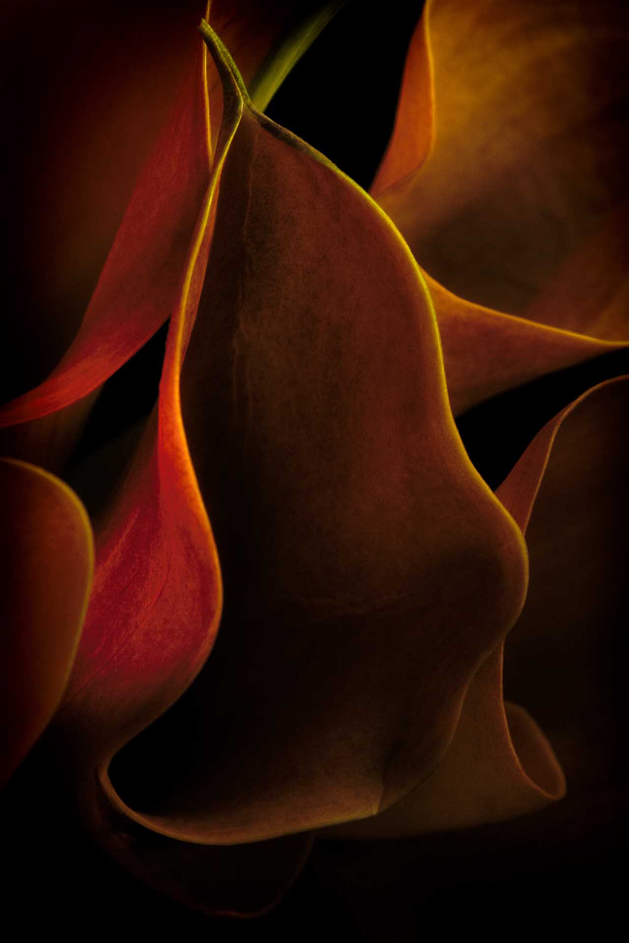 Abstract close-up of curved red-orange flower petals edged with golden light against a black background.
