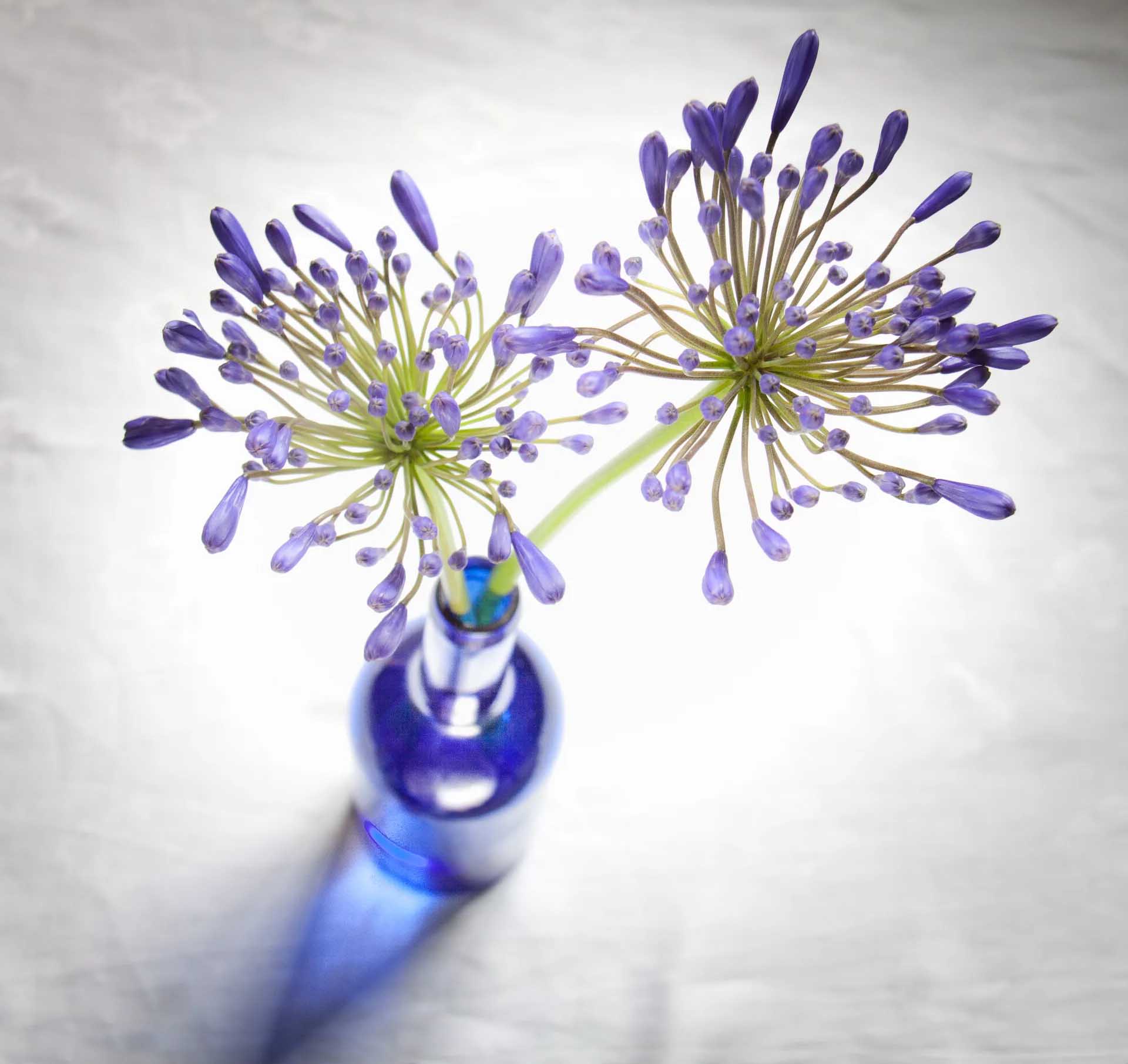 Two spherical heads of purple agapanthus buds arranged in a small cobalt-blue glass bottle on a pale background.