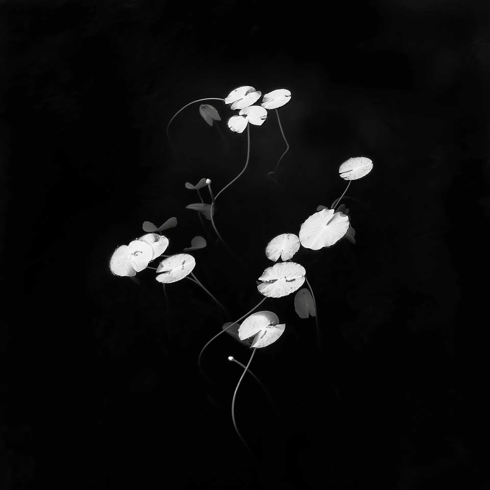 Black-and-white composition of pale lily pads and slender curving stems emerging from an almost completely black pond.