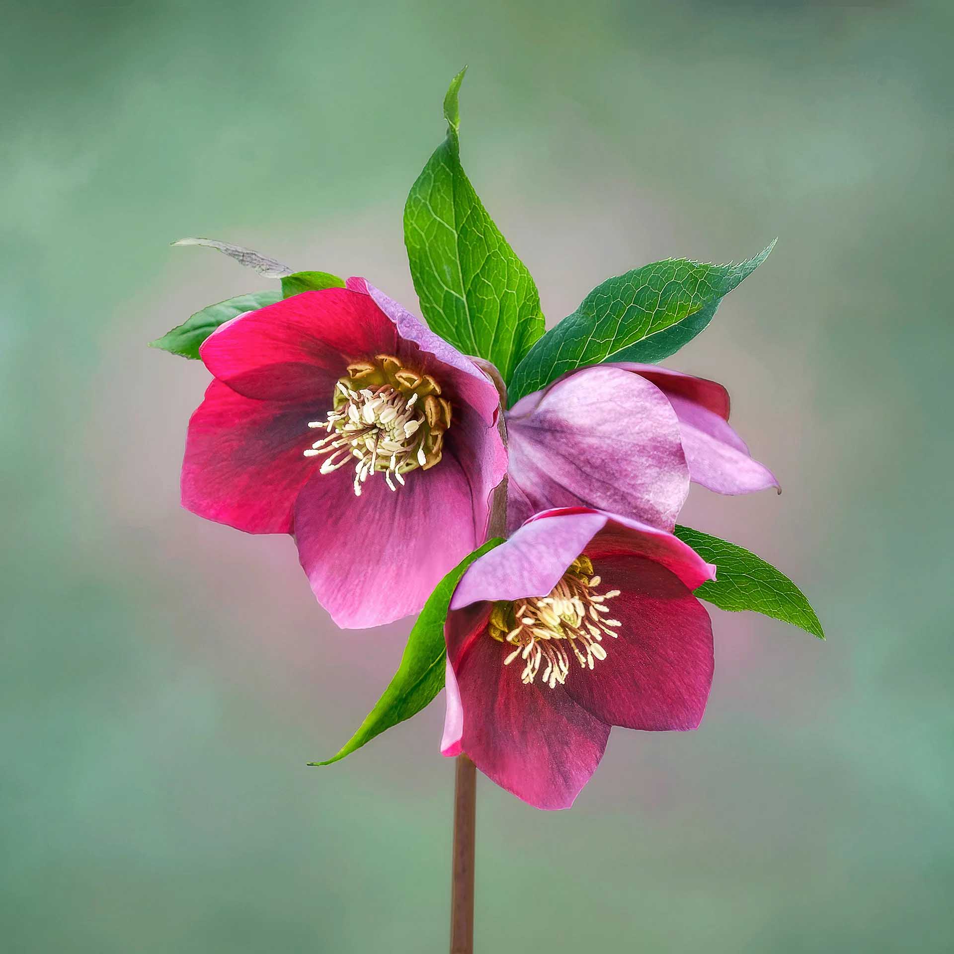 Three deep pink hellebore flowers with cream stamens and fresh green leaves against a softly blurred green background.