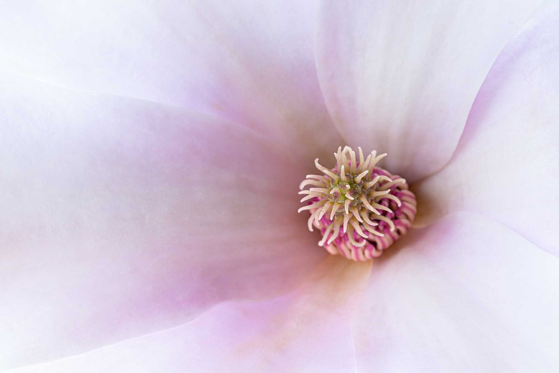 Soft close-up of the centre of a pale pink magnolia, with creamy curled stamens surrounded by sweeping pastel petals.