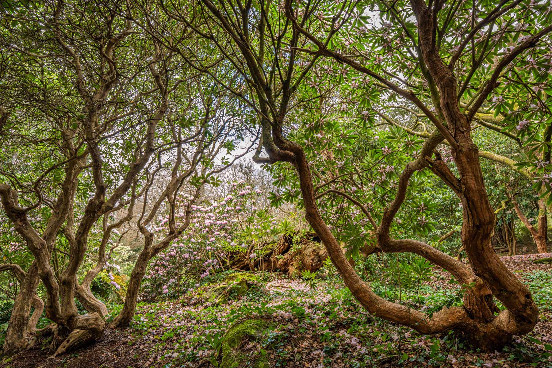 Woodland filled with twisting tree trunks, glossy green foliage and flowering pink rhododendrons carpeting the scene.