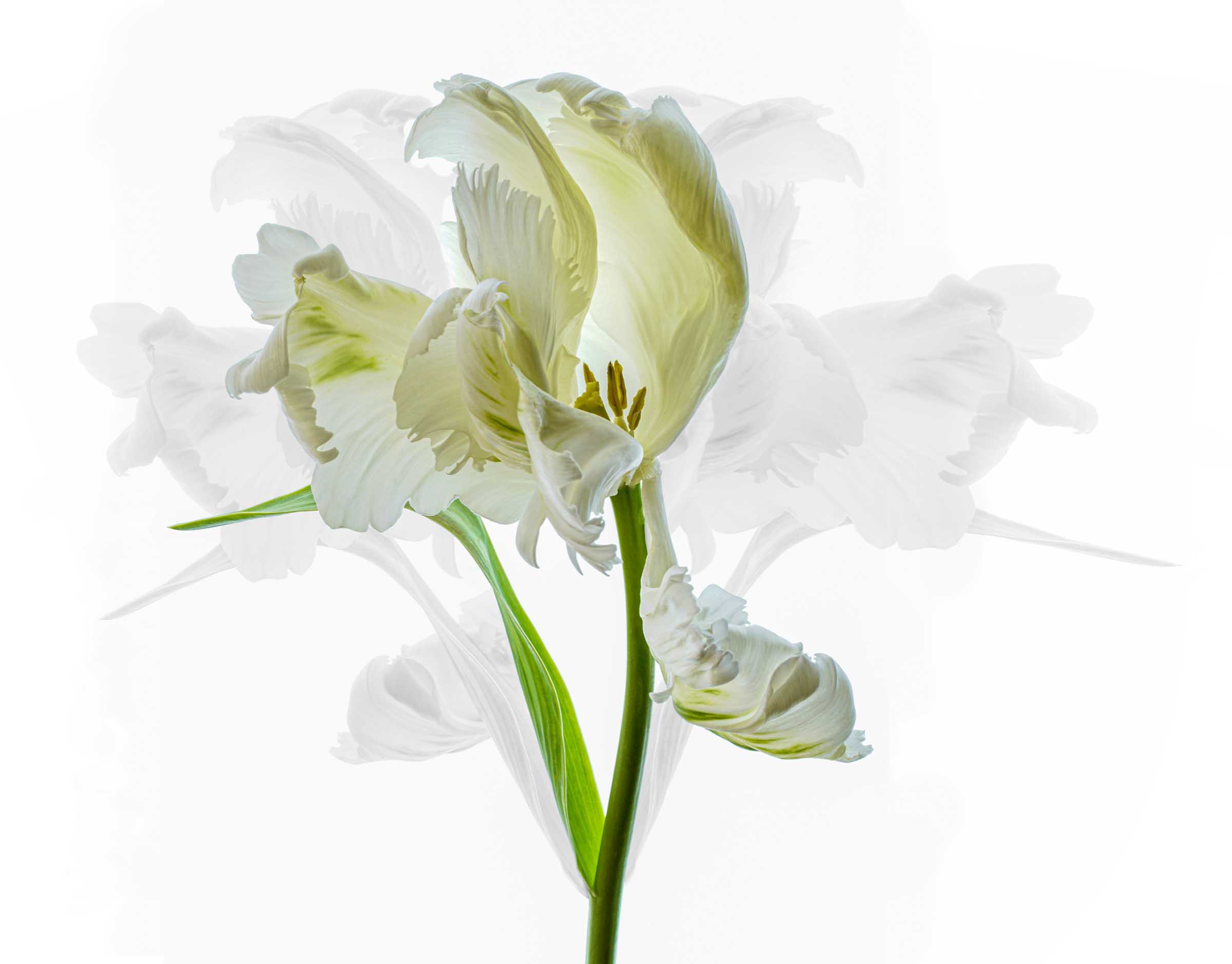 High-key study of a white tulip with green stem and leaves, layered with faint ghost-like outlines of additional blooms.