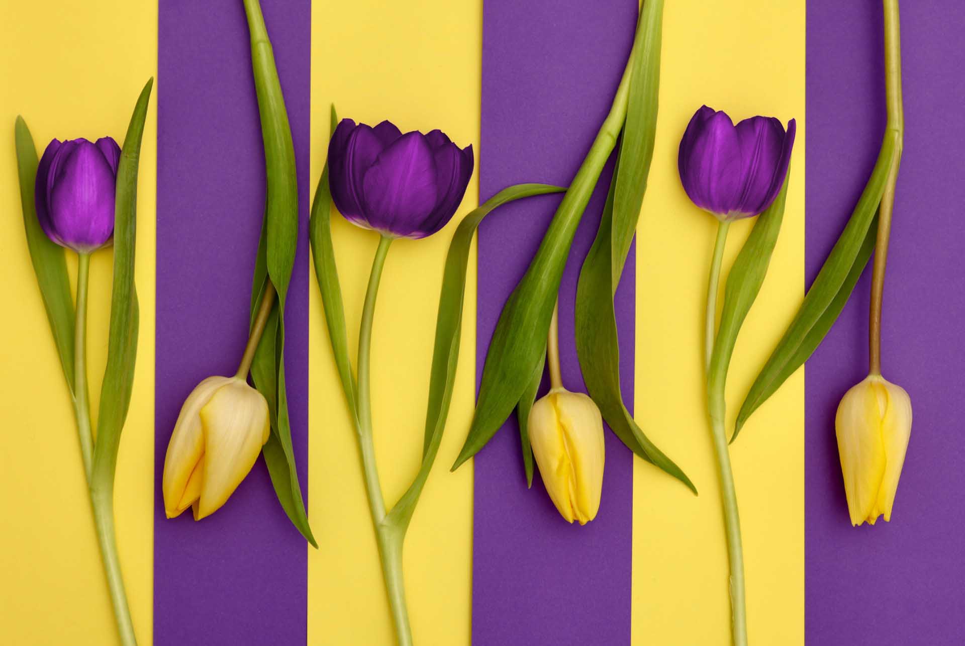 Purple and yellow tulips arranged across alternating vertical yellow and purple stripes, with green stems and leaves creating a graphic pattern.