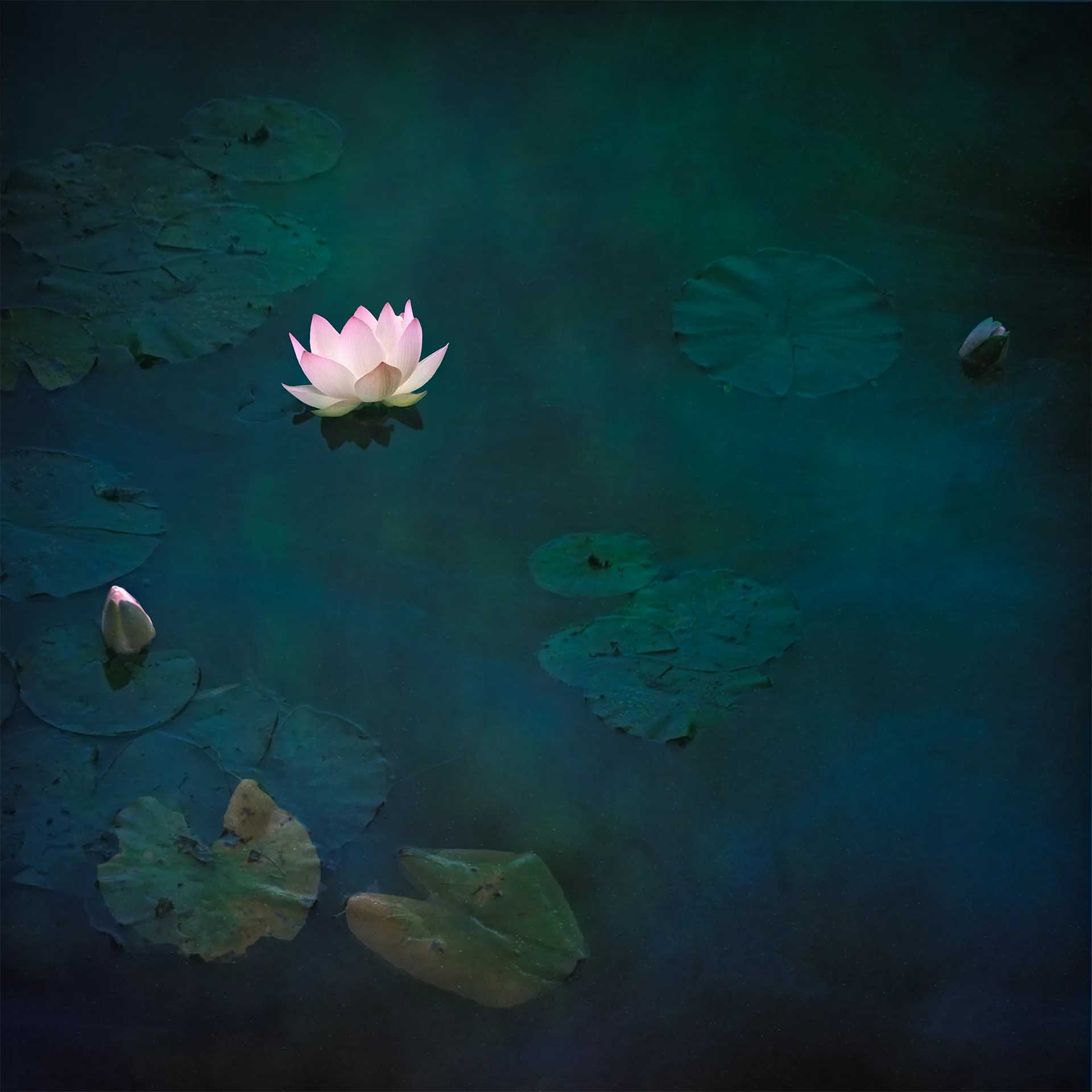 Single pale pink lotus flower glowing on a dark blue-green pond surrounded by scattered lily pads and two unopened buds.