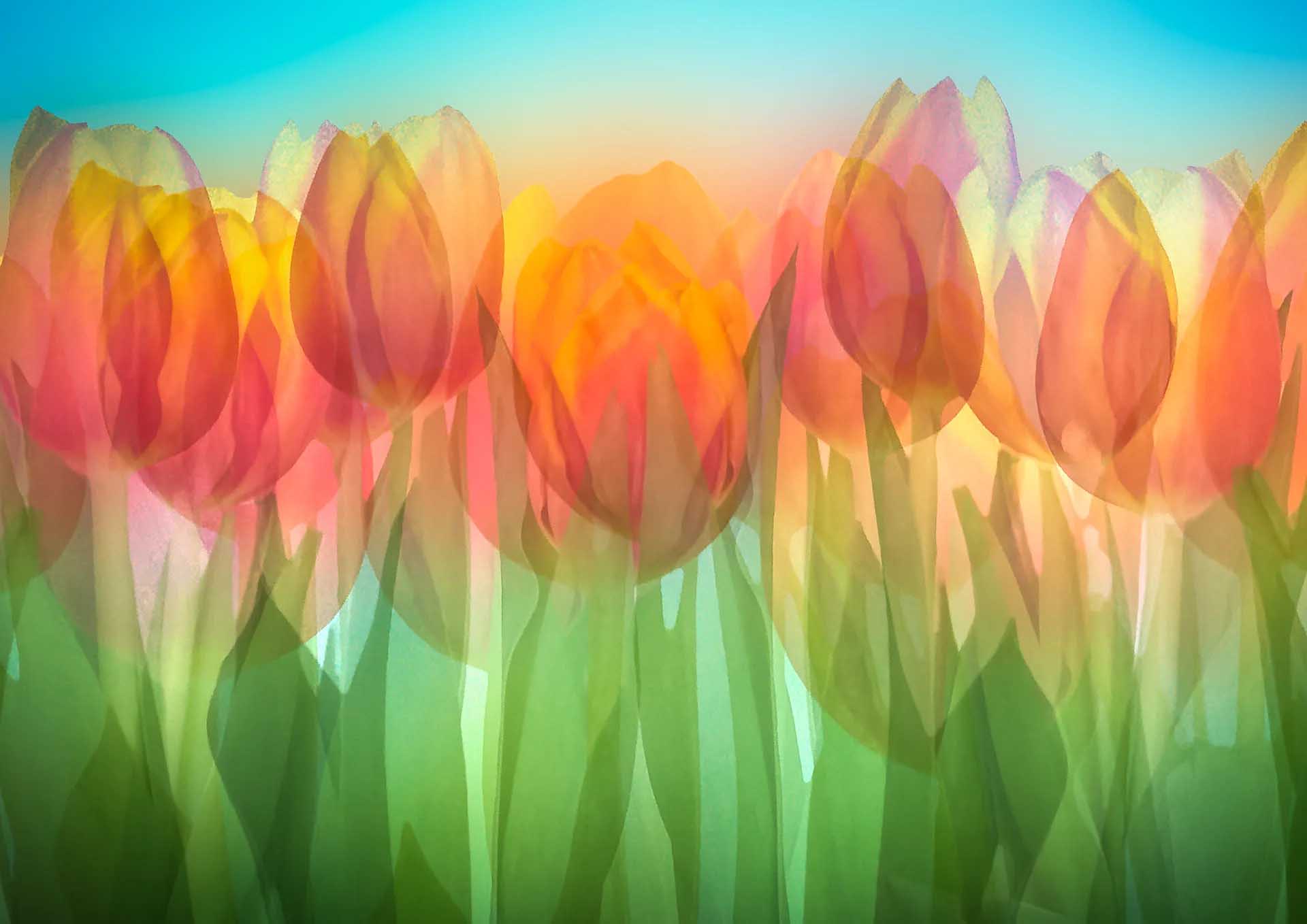 Layered translucent tulips in warm orange, pink and yellow tones, with green stems and leaves against a turquoise-to-peach background.