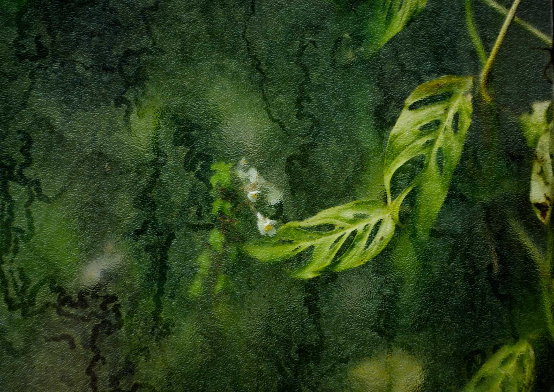 Bright perforated green leaves and tiny white flowers emerging from a dark, textured background covered with moisture.