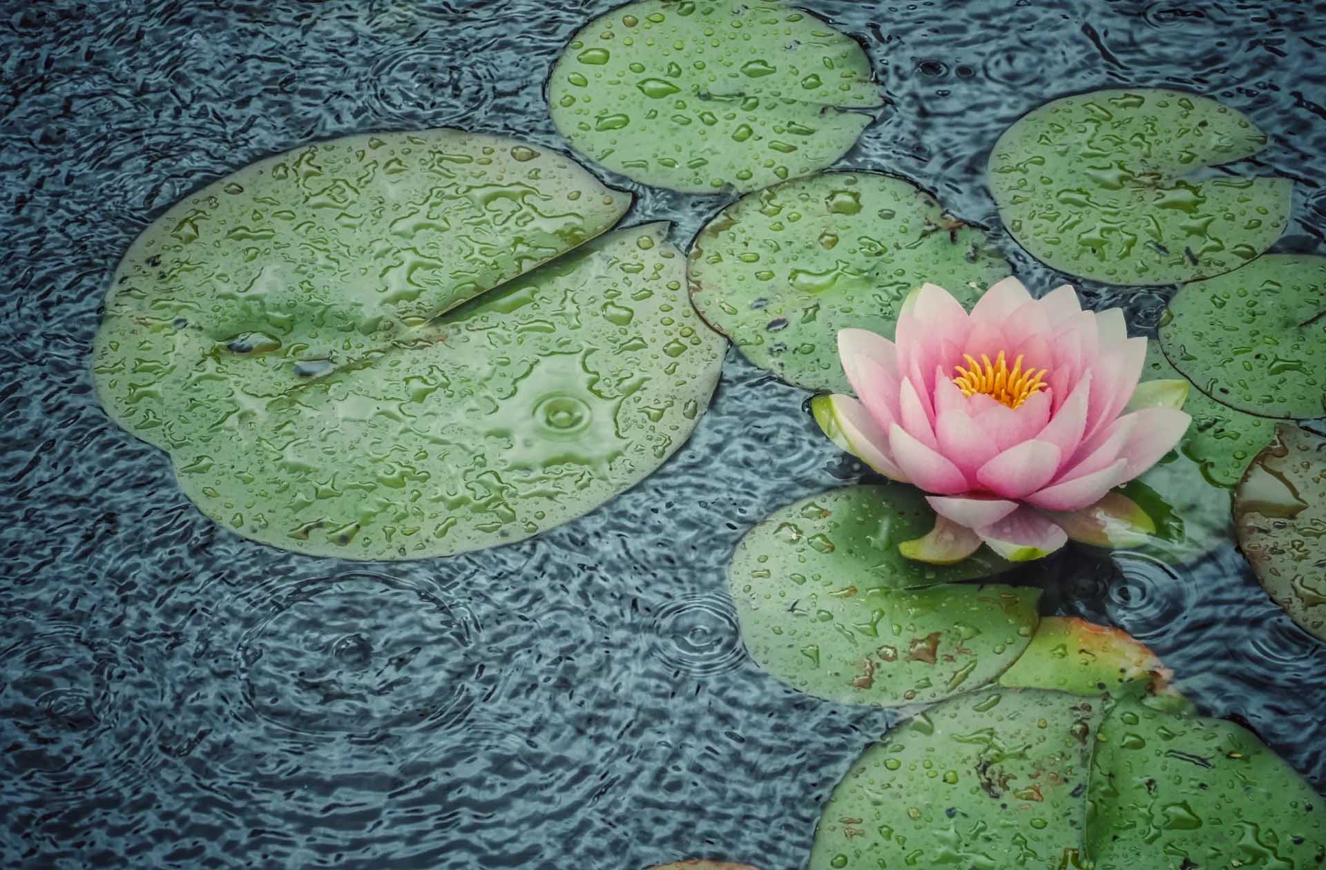 Pink water lily among rain-speckled green lily pads, with circular ripples spreading across dark blue-grey water.