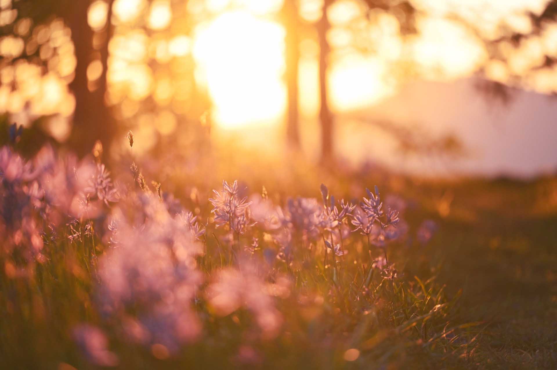 Purple wildflowers glowing in warm golden sunlight at sunset, with trees and a pale building softly blurred behind them.