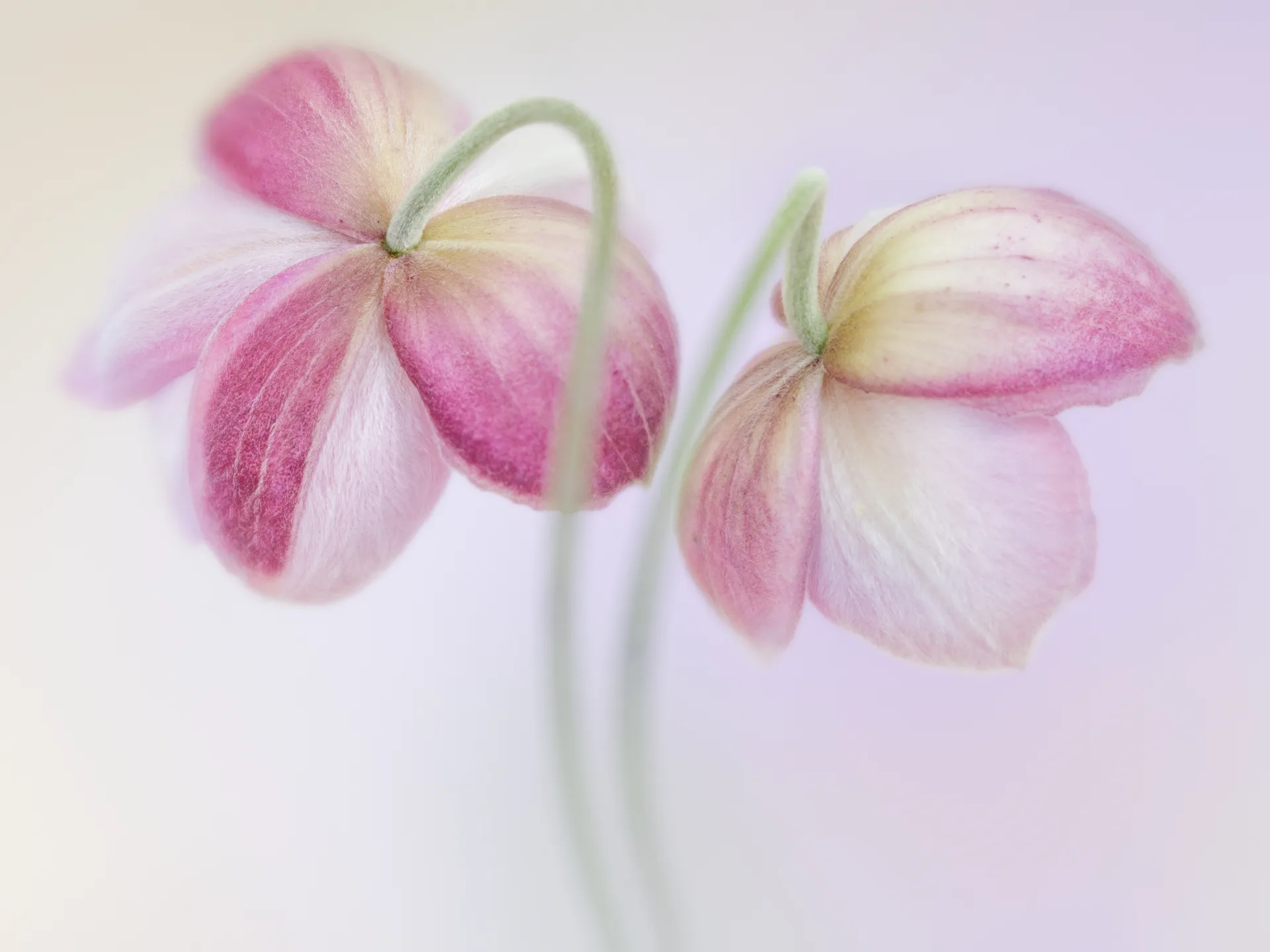 two pink flowers against a soft pink background
