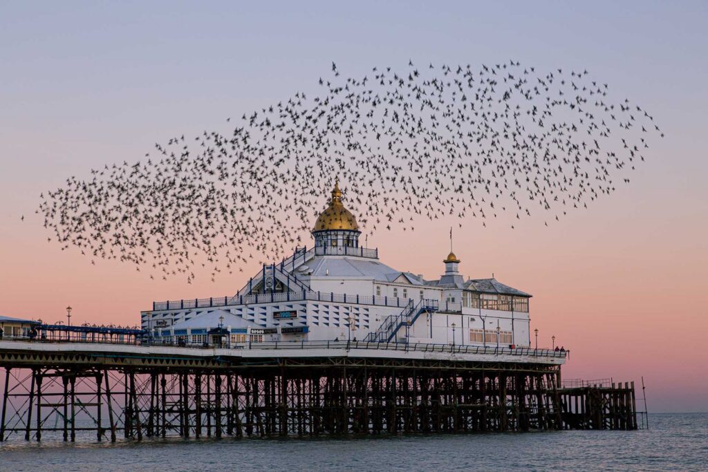 A large flock of starlings sweeps across the evening sky above a white Victorian pier building with gold domes.