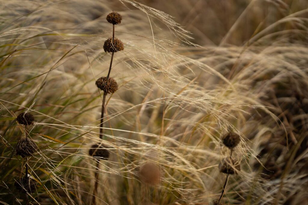 Dry seed heads rising through sweeping golden ornamental grasses, with a softly blurred background.