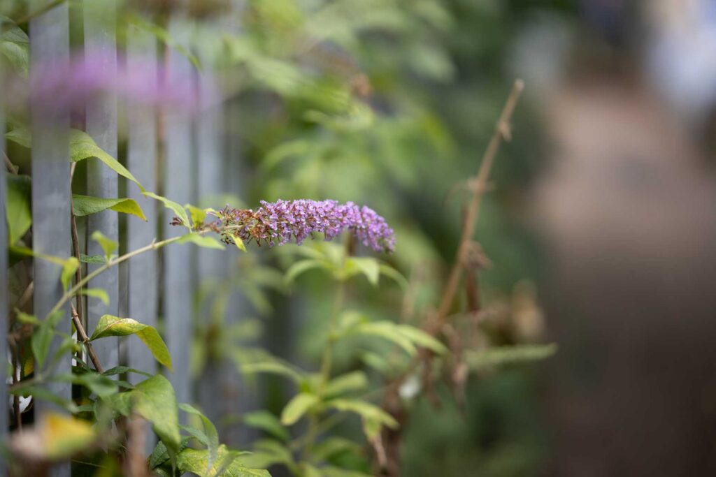 Purple flower spike growing beside a metal fence, surrounded by green foliage and soft foreground and background blur.