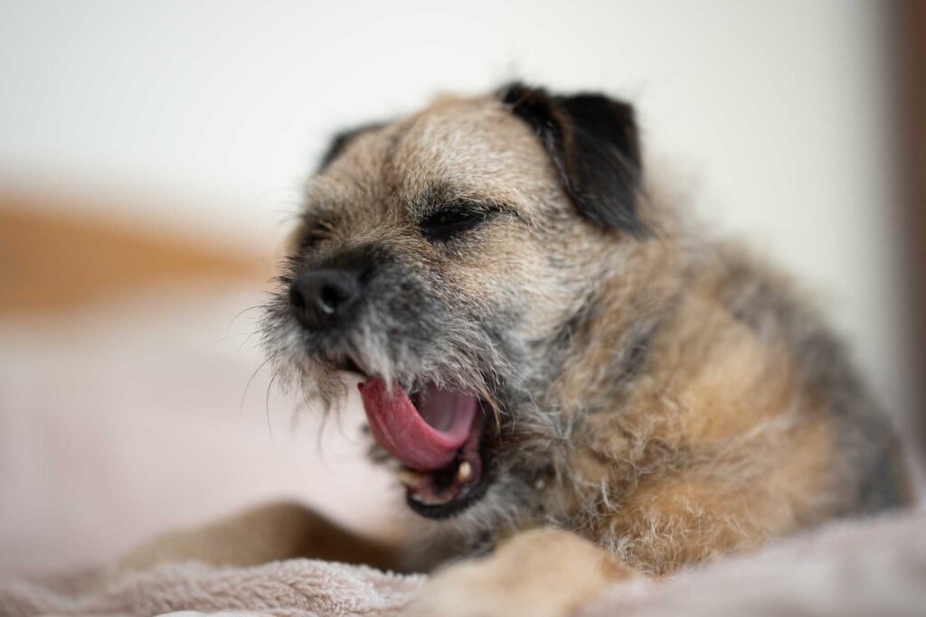 Close portrait of a small brown terrier yawning while lying on a bed, with very shallow depth of field.