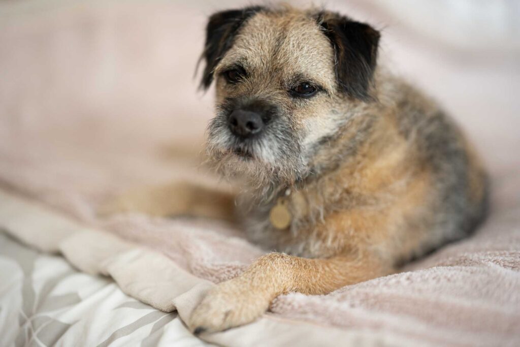 Small brown terrier lying on a pale blanket and looking towards the camera against a softly blurred background.