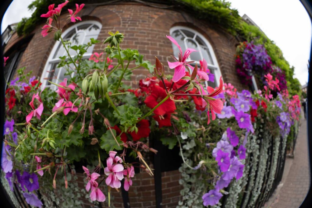 Close fisheye view of pink, red and purple flowers outside a curved brick building, with dark rounded corners visible.