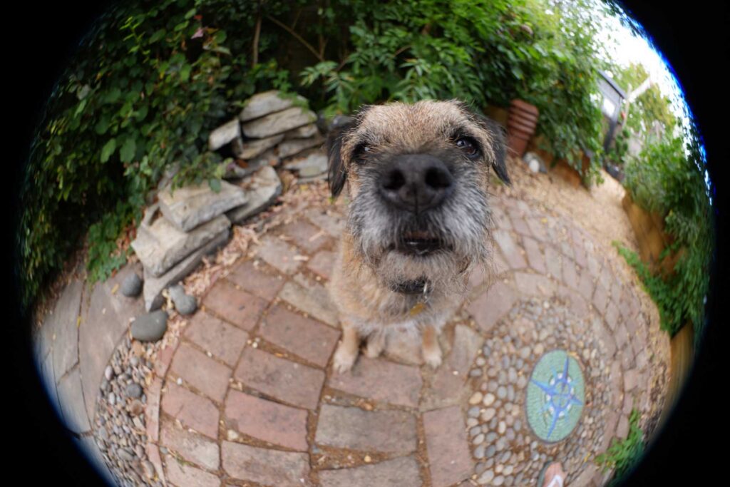 Circular fisheye close-up of a brown terrier-type dog from the side, with its muzzle enlarged against a leafy garden background.
