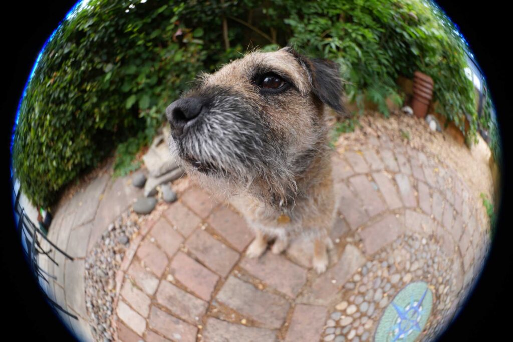 Circular fisheye close-up of a brown terrier-type dog from the side, with its muzzle enlarged against a leafy garden background.