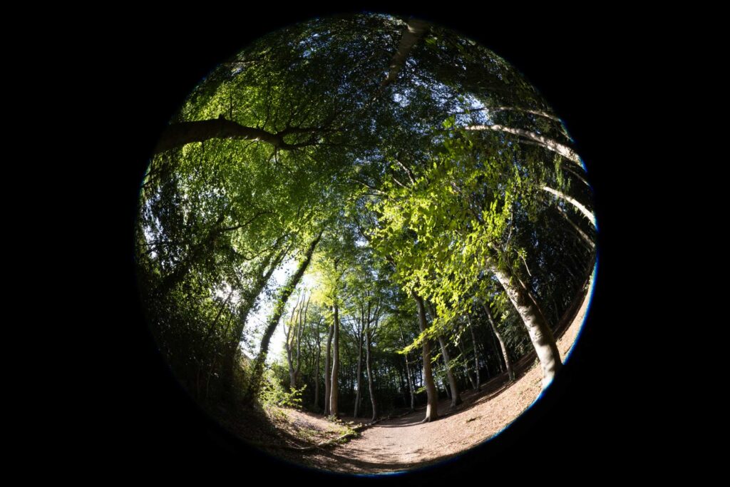 ircular fisheye view along a sunlit woodland path, with tall trees bending around the edges beneath a dense green canopy.