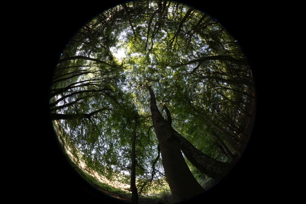 Upward circular fisheye view through a dense woodland canopy, with tree trunks and branches converging towards patches of bright sky.
