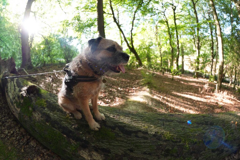 Scruffy brown dog sitting on a fallen tree trunk in sunlit woodland, photographed with a wide fisheye view and bright flare at the left.