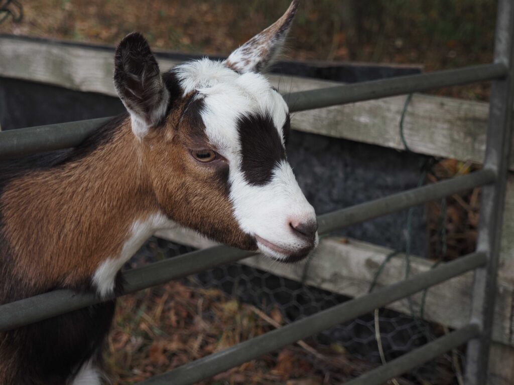 Close-up side profile of a brown and white goat with dark facial markings, standing behind a metal fence.
