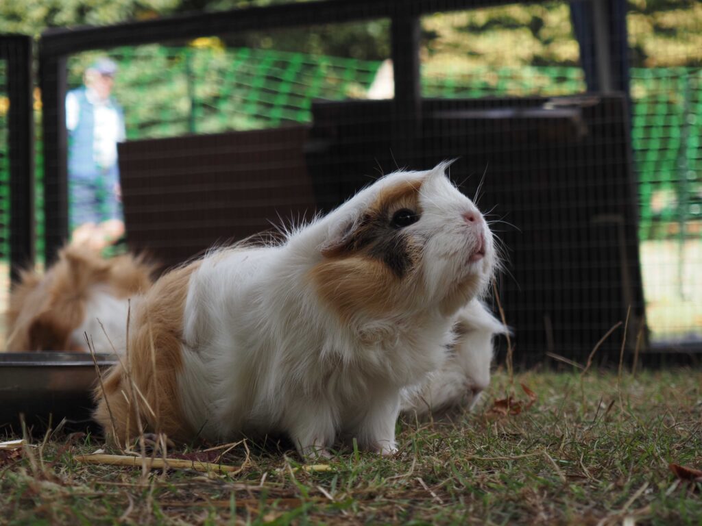 Long-haired white, tan and black guinea pig standing on grass, with another guinea pig partly visible behind it.