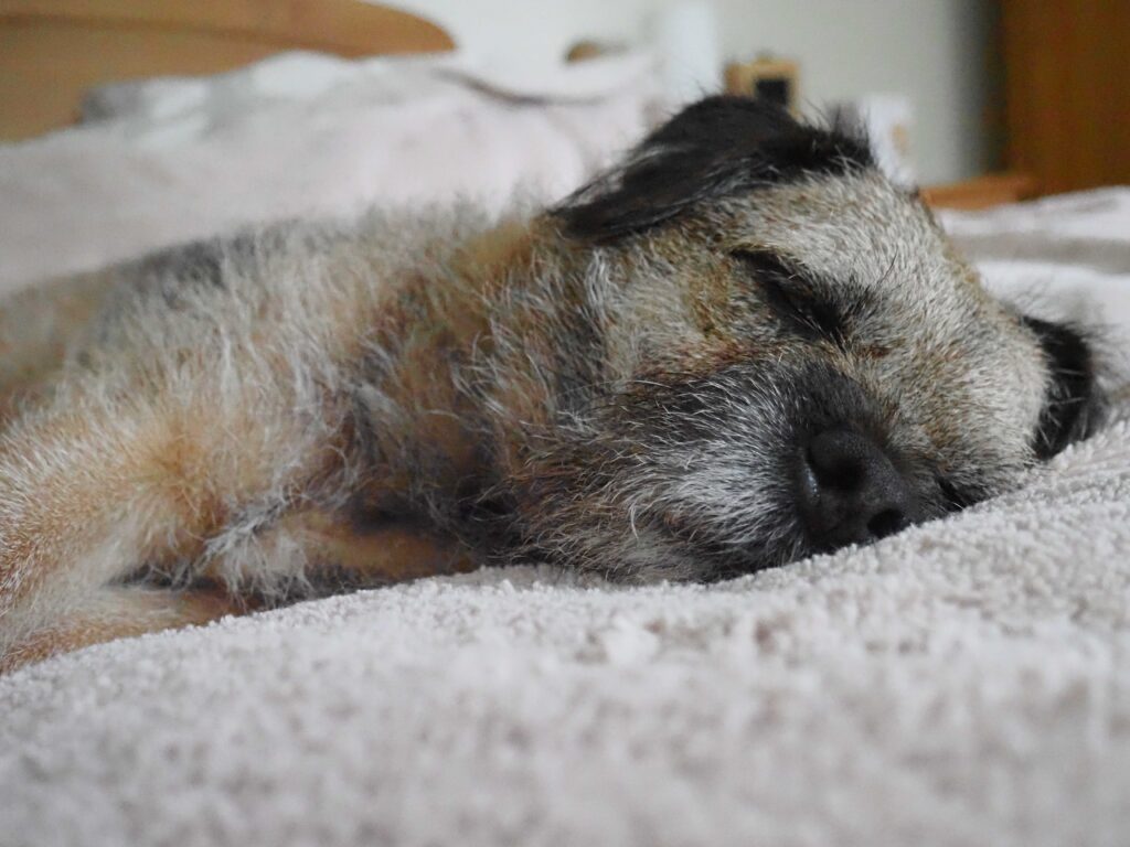 Close-up of a small grey and tan dog sleeping on a soft pale blanket, with its face resting against the fabric.