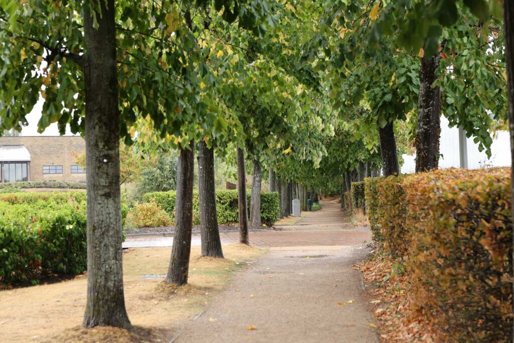 Tree-lined path bordered by hedges, with green and yellow leaves beginning to show autumn colour.