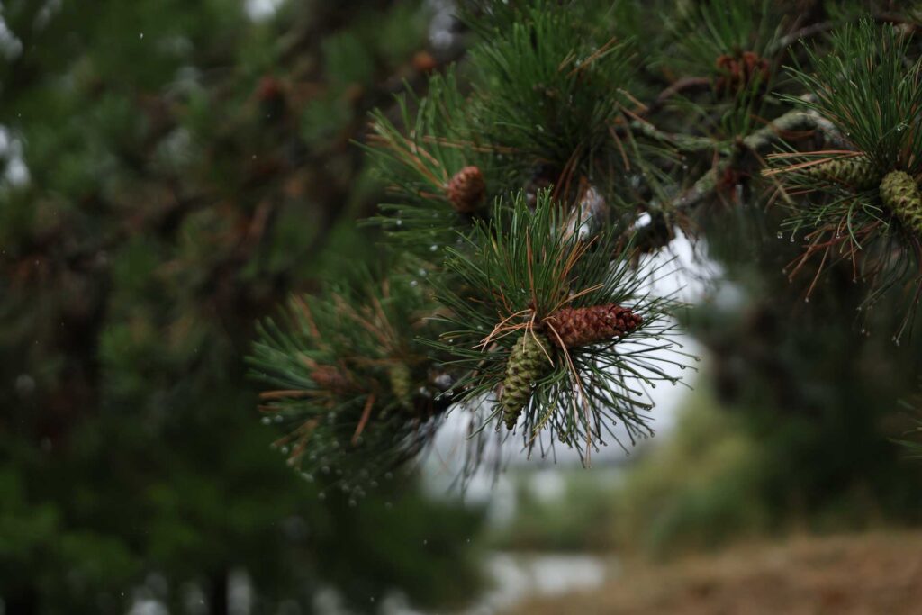 Close-up of brown and green pine cones among rain-covered pine needles, with a softly blurred background.