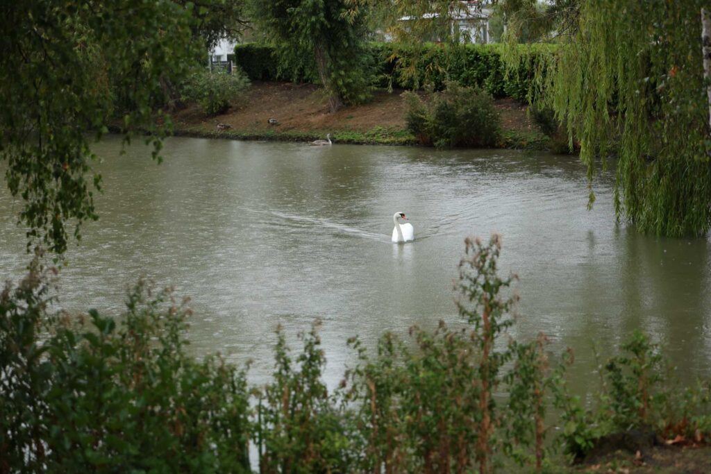 White swan swimming across a pond framed by trees and foliage, with a heron visible on the distant bank.