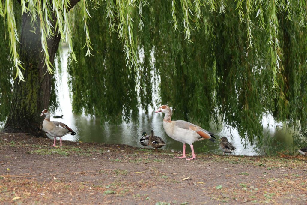 Two Egyptian geese standing beneath drooping willow branches beside a pond, with ducks resting in the background.