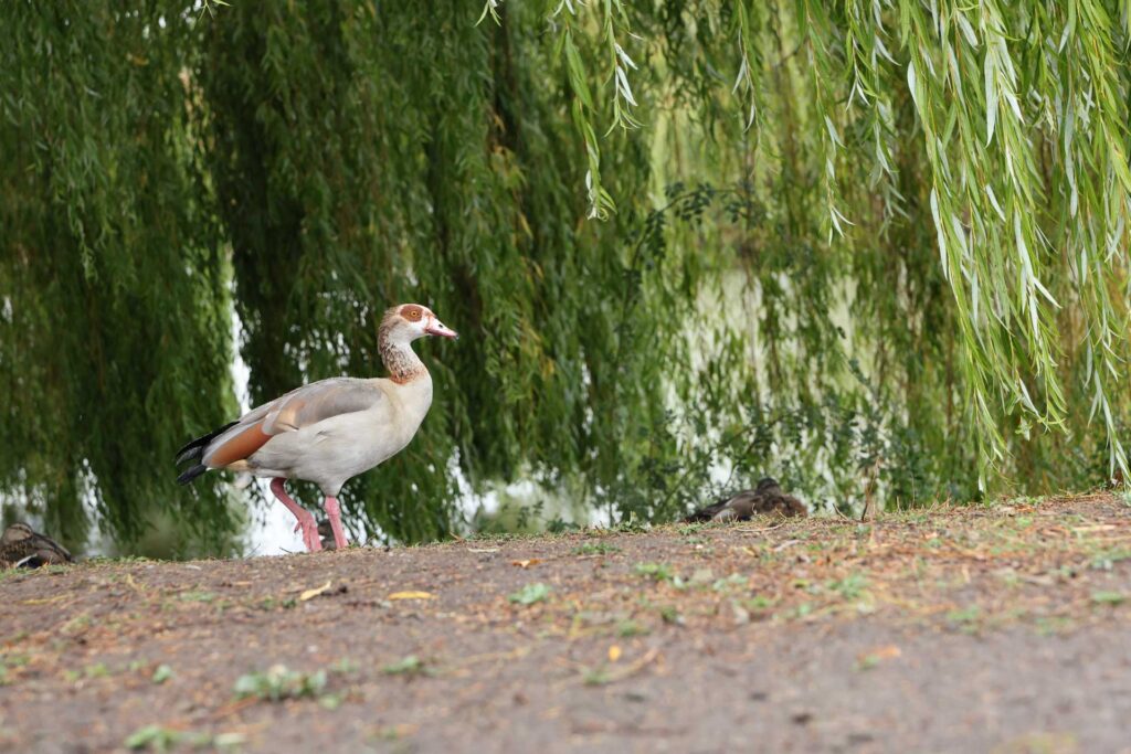 Egyptian goose standing beside a pond beneath hanging willow branches, with ducks resting in the background.