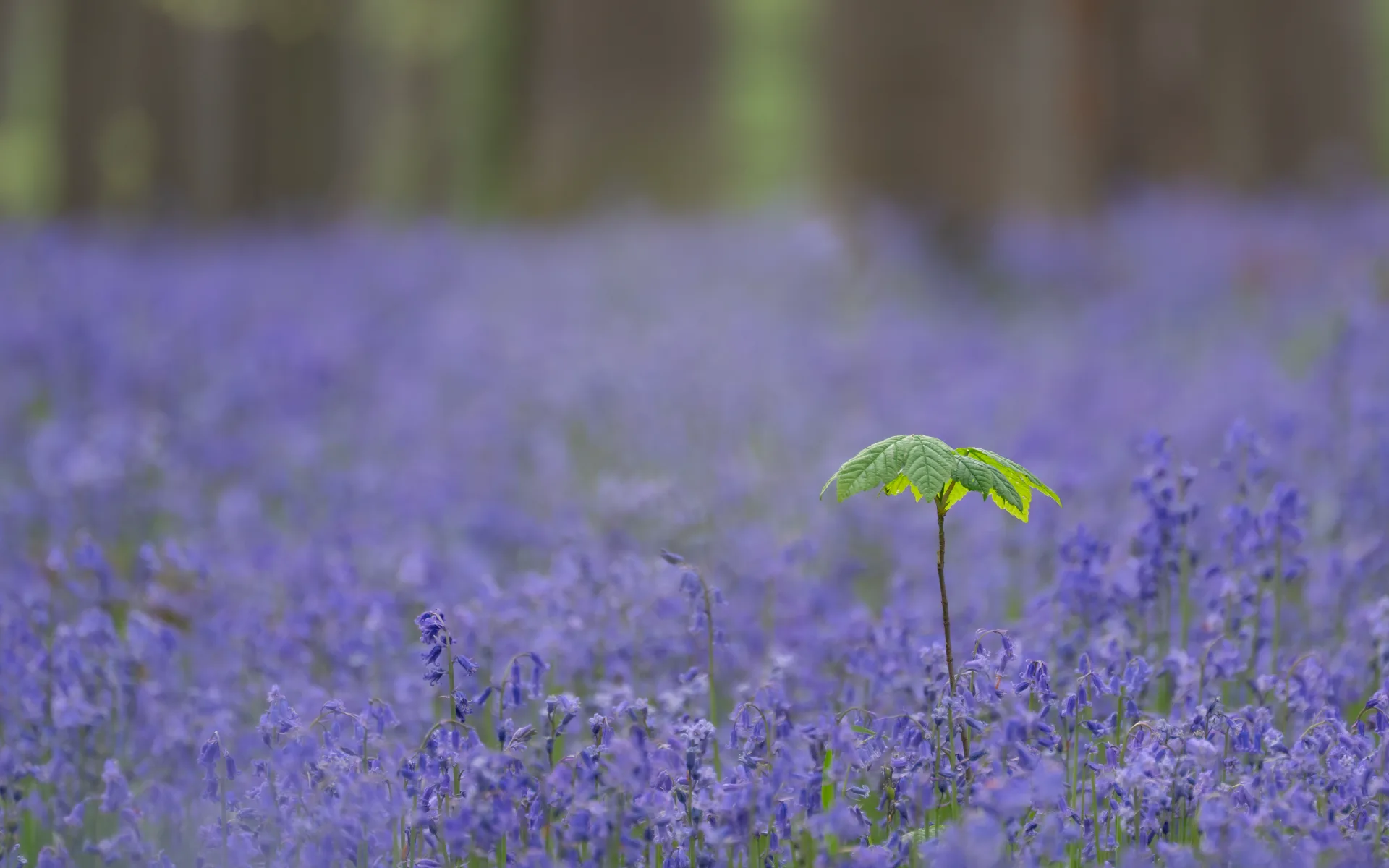 A young green sapling stands above a carpet of purple-blue bluebells in softly blurred woodland.