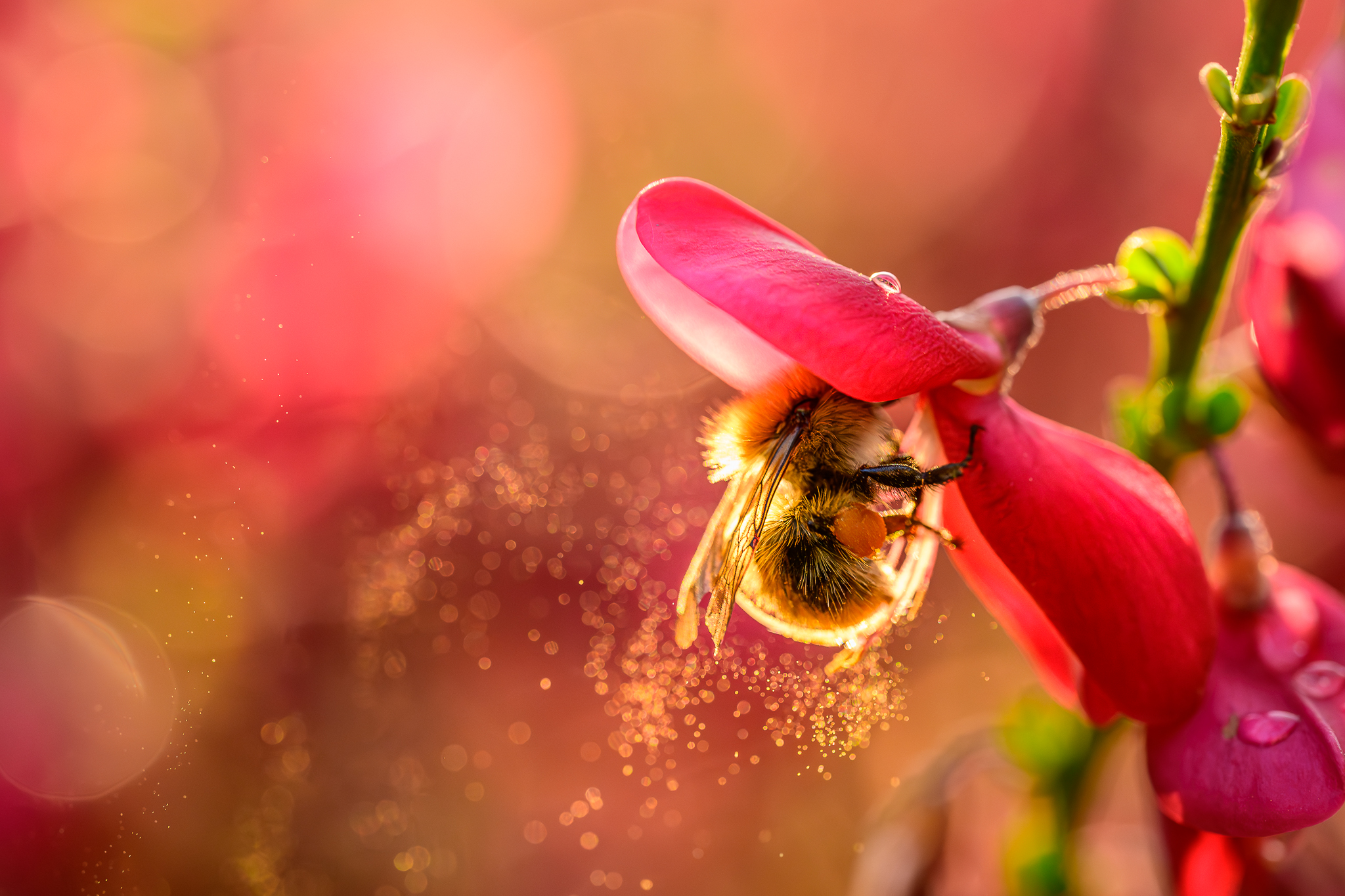 Close-up of a bumblebee feeding beneath a vivid pink flower, surrounded by glowing pollen and warm orange bokeh.