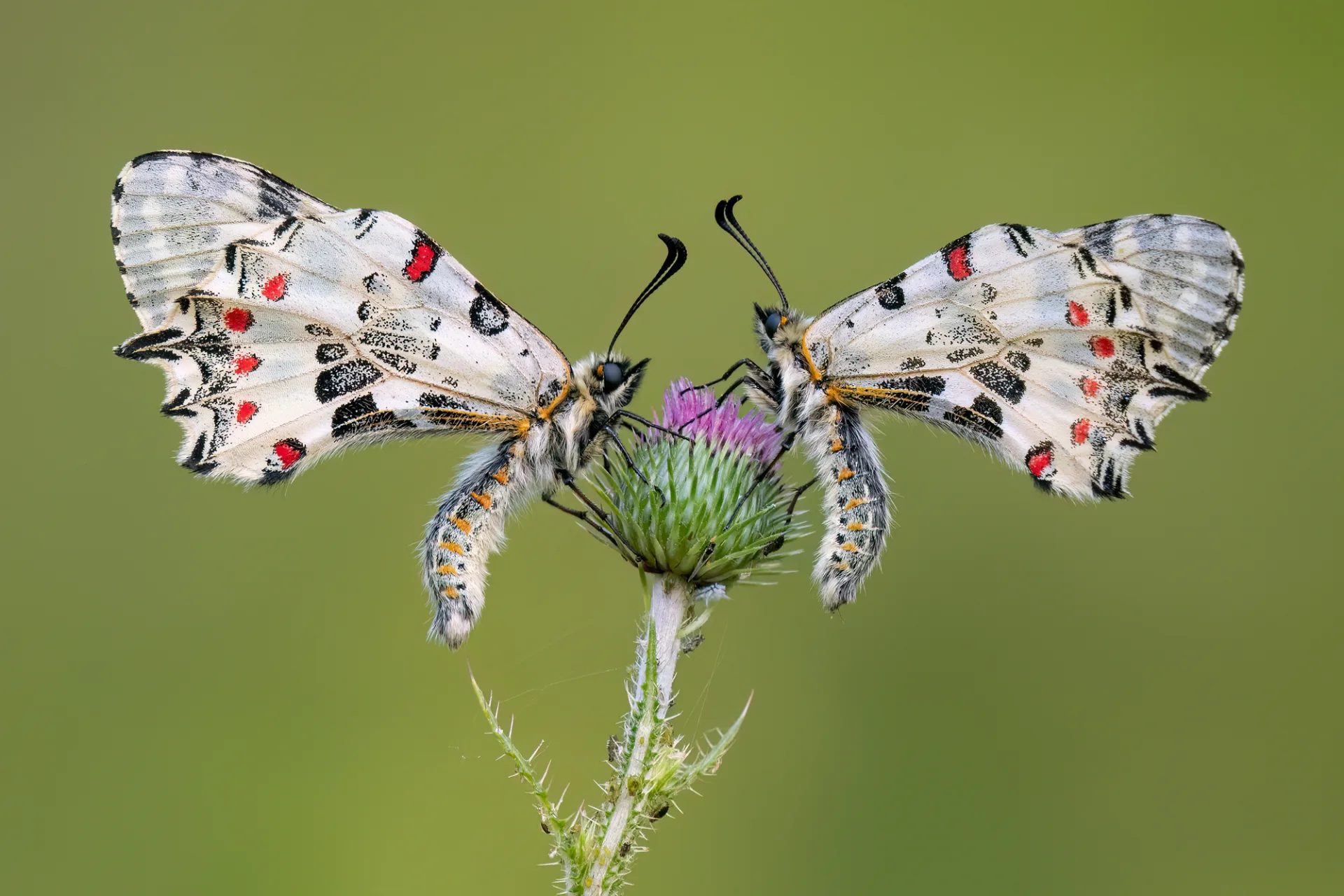 Two white butterflies with black and red wing markings face each other on a purple thistle against a smooth green background.