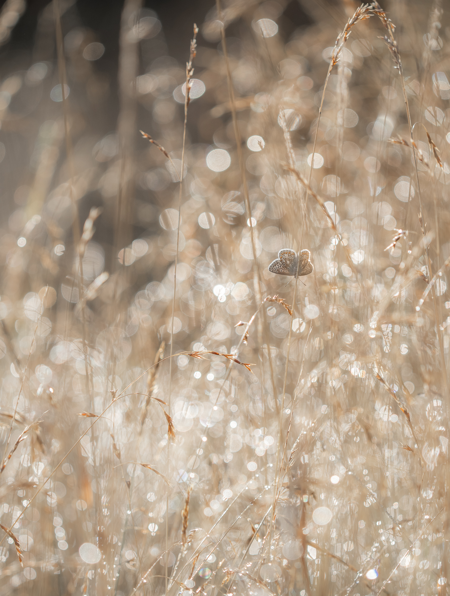 A small butterfly rests among tall, backlit grasses surrounded by hundreds of bright circular highlights from dew.