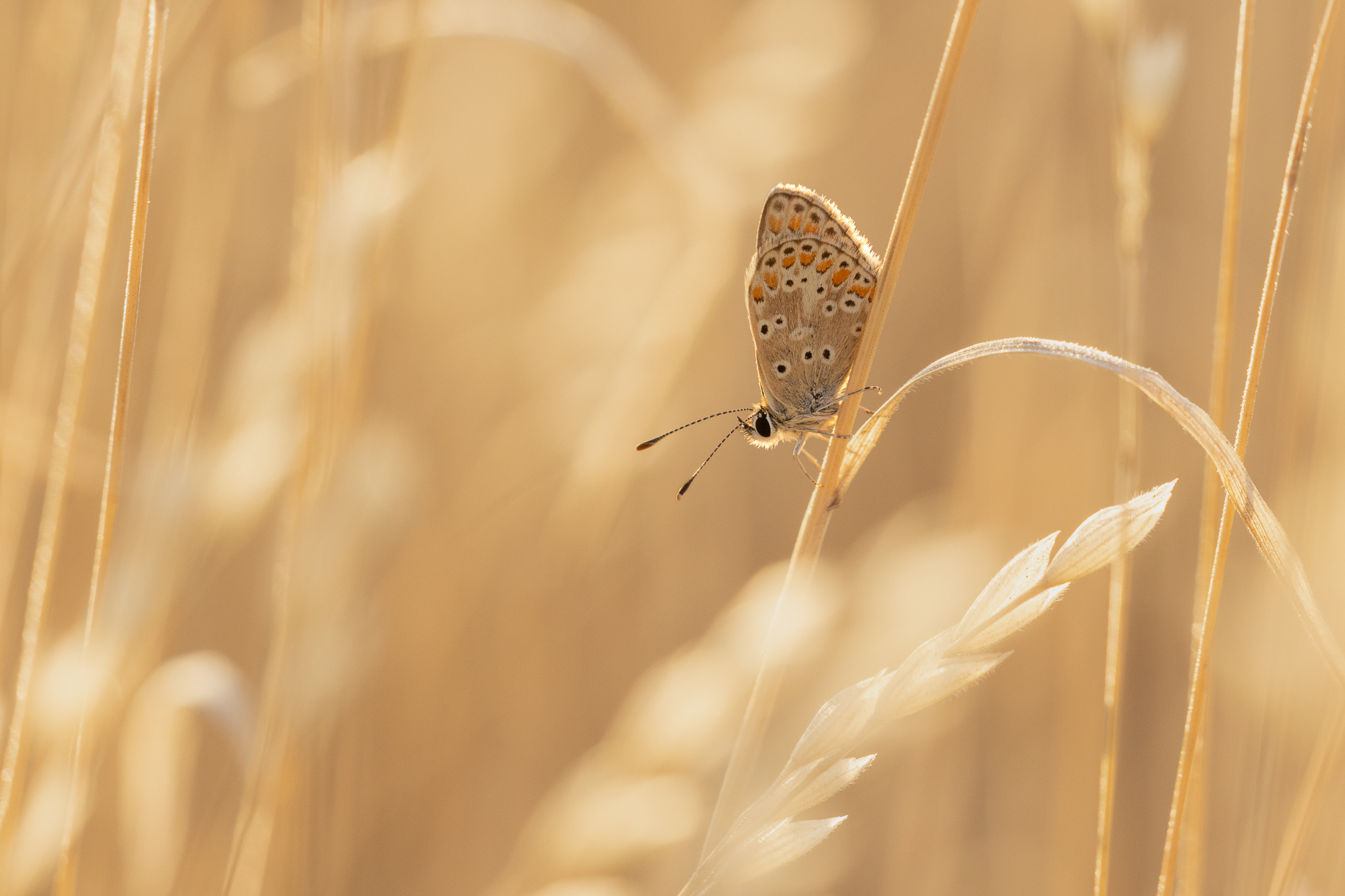 Small brown and orange butterfly clings to a grass stem, backlit by warm golden sunlight.